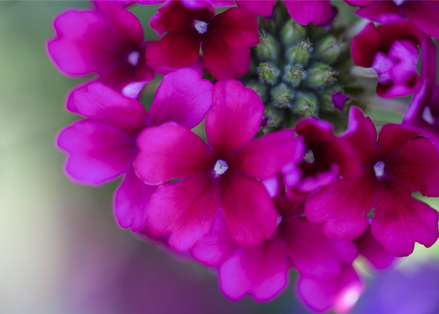 Verbena hybride