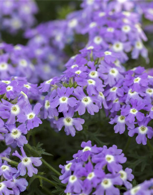 Verbena hybride