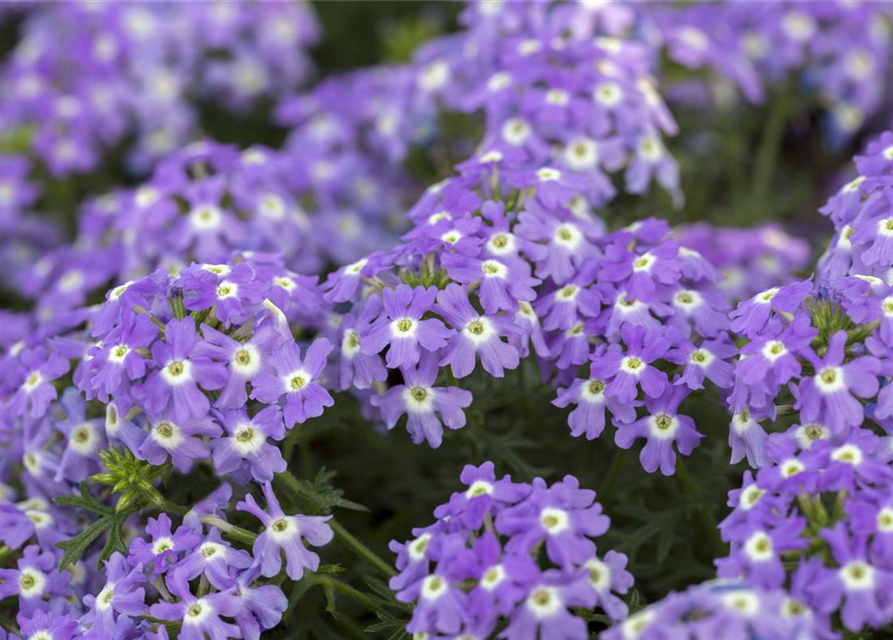 Verbena hybride