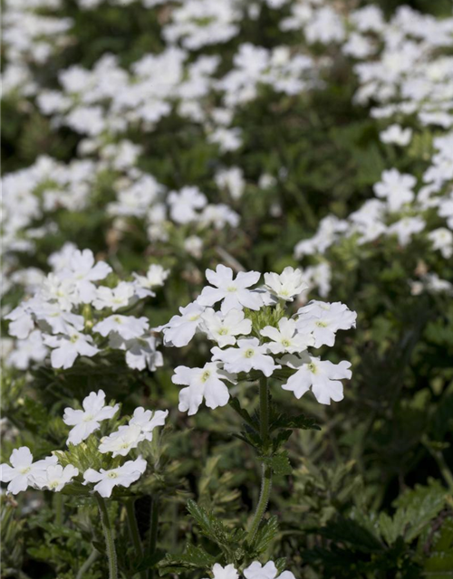 Verbena hybride