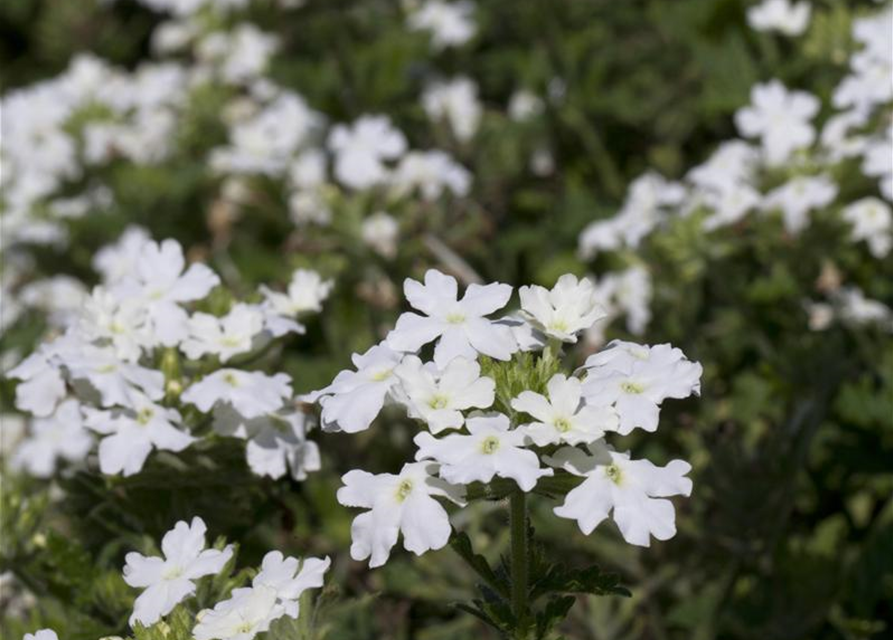 Verbena hybride