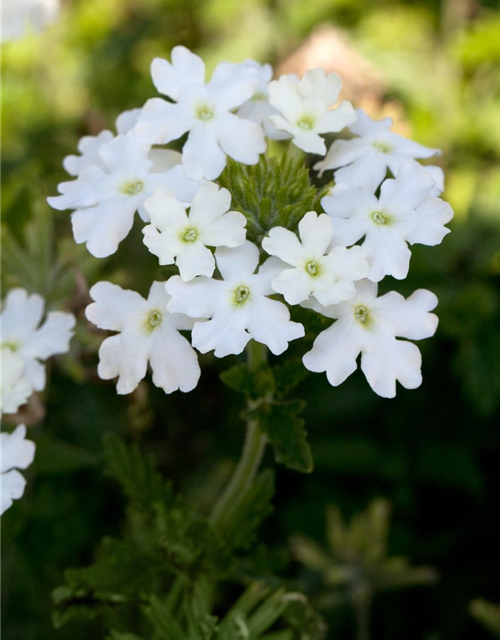 Verbena hybride