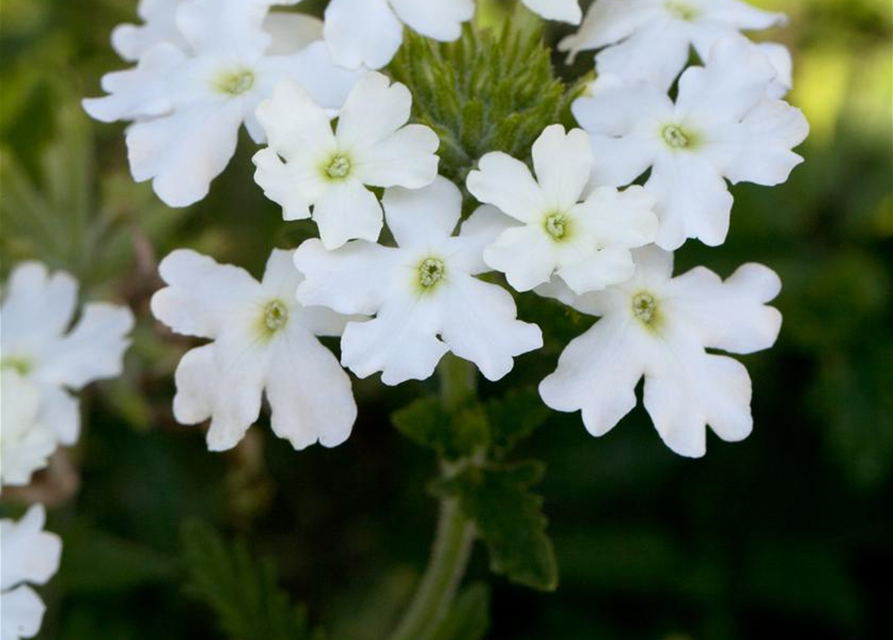 Verbena hybride