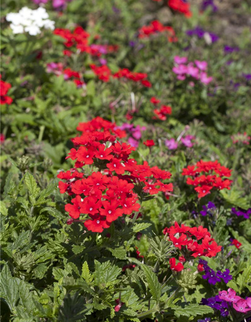 Verbena hybride