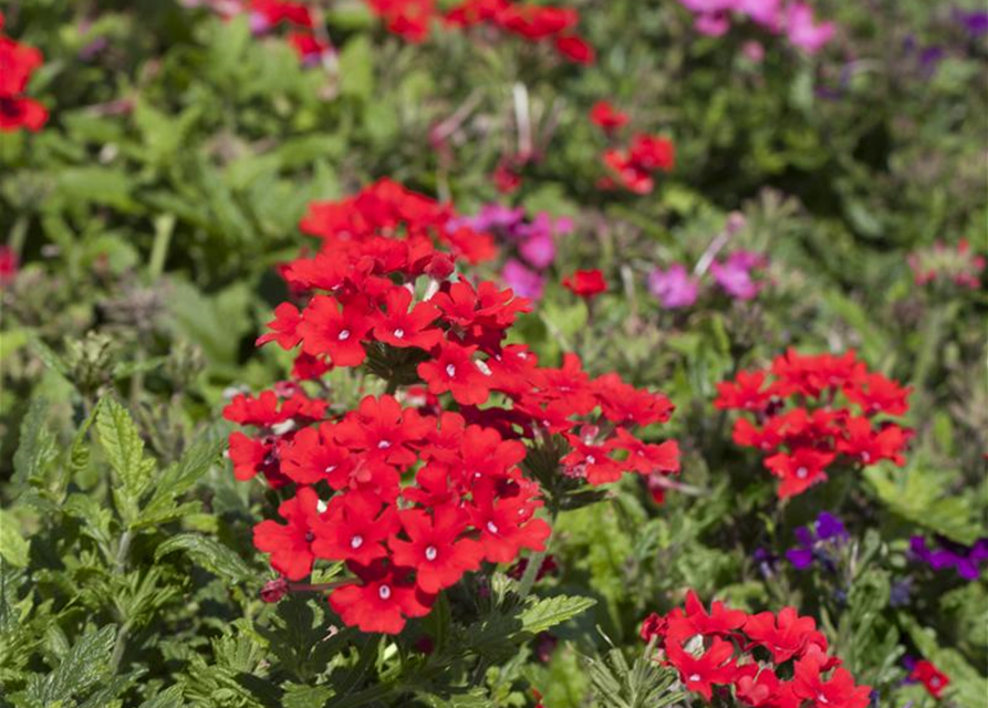 Verbena hybride