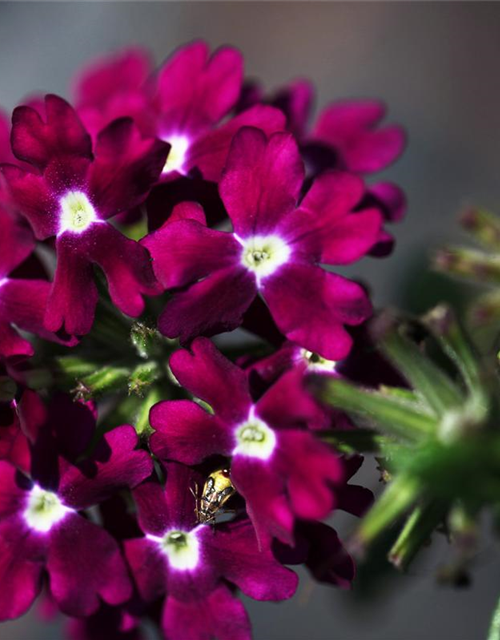 Verbena hybride