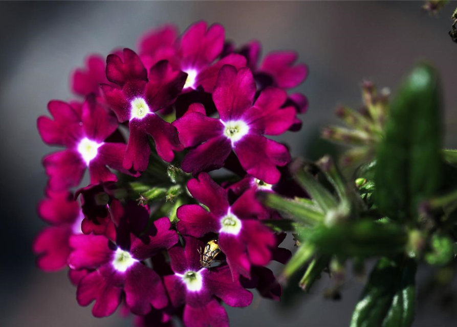 Verbena hybride