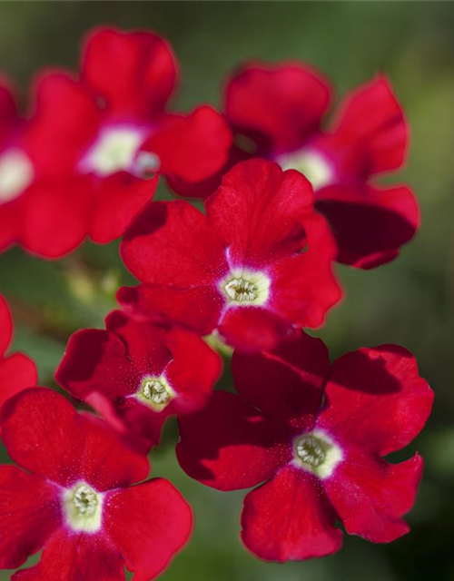 Verbena hybride