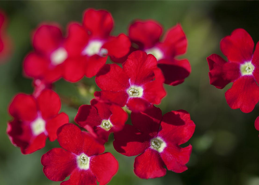 Verbena hybride