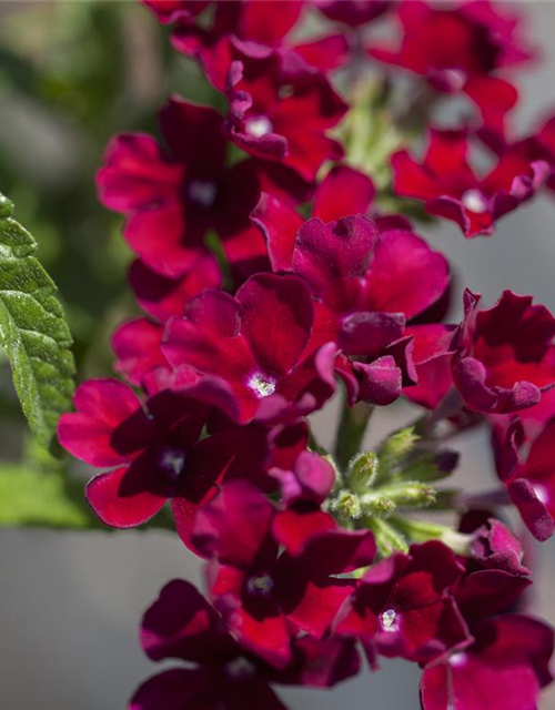 Verbena hybride