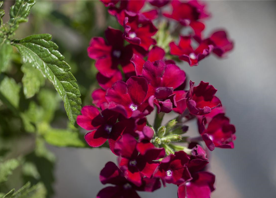 Verbena hybride