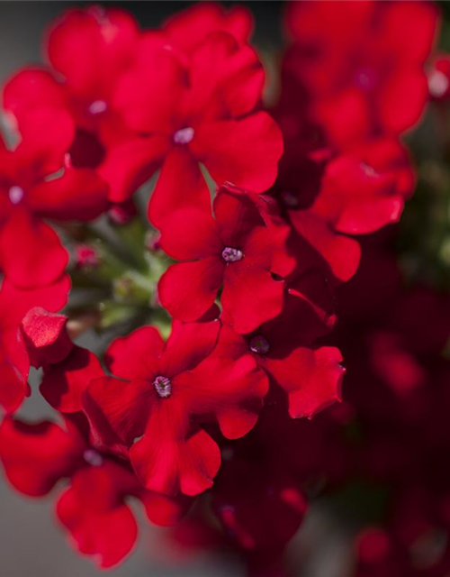 Verbena hybride