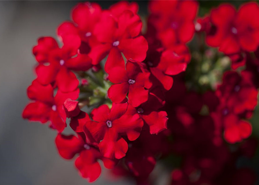 Verbena hybride