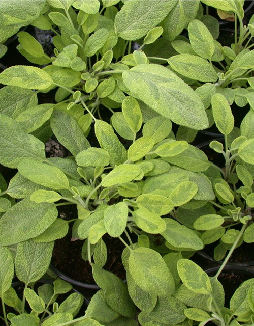 Salvia officinalis Icterina