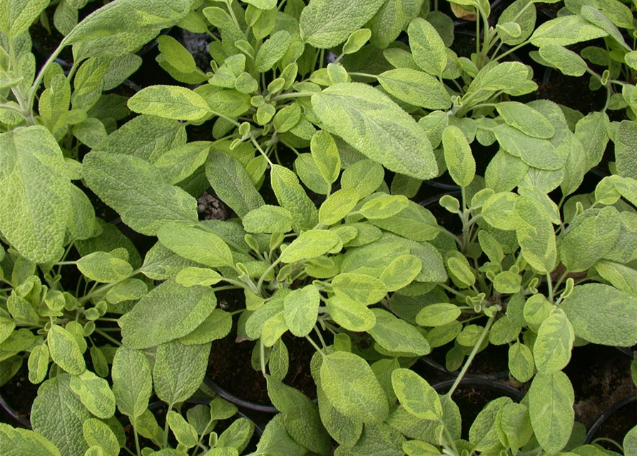 Salvia officinalis Icterina