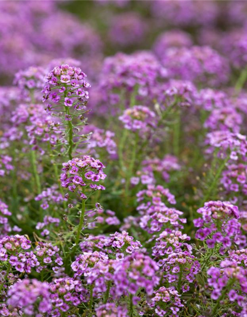 Lobularia maritima