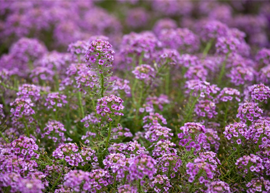 Lobularia maritima