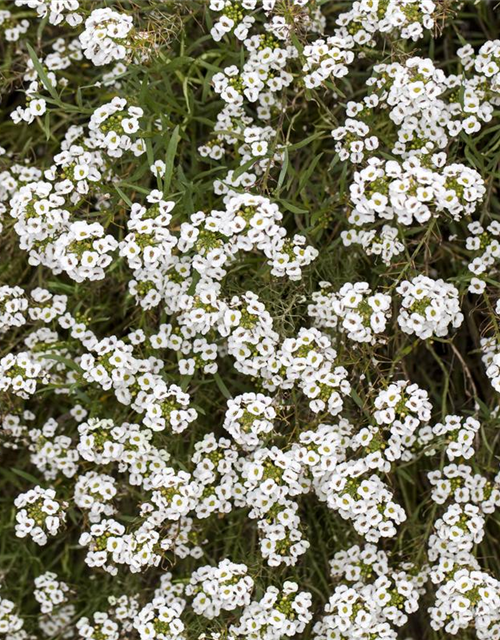 Lobularia maritima