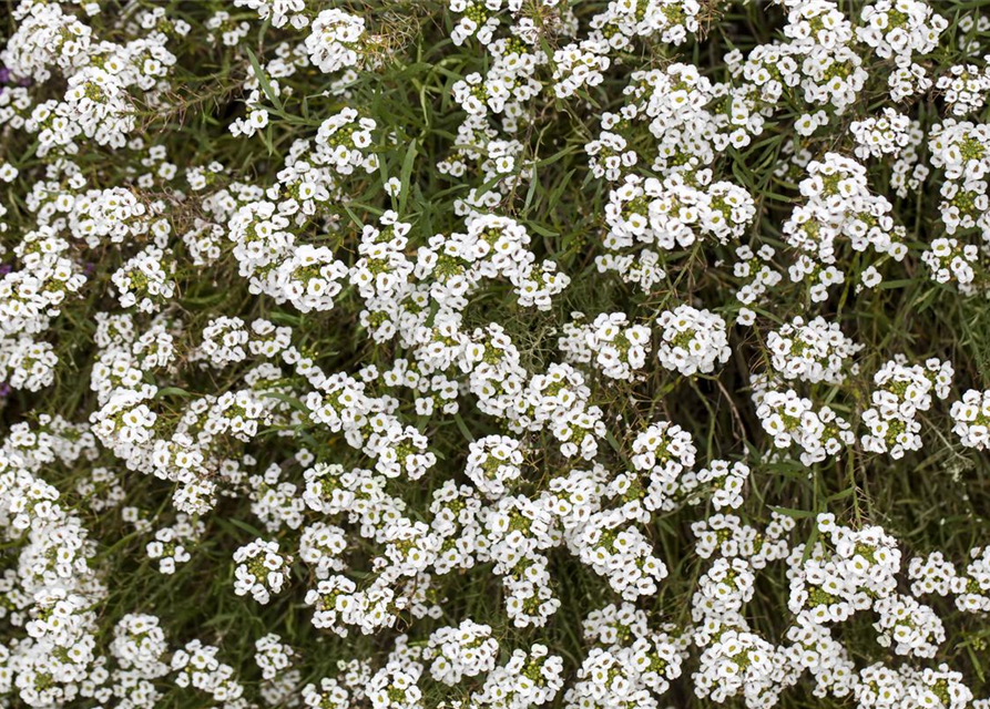 Lobularia maritima