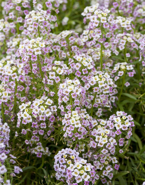 Lobularia maritima