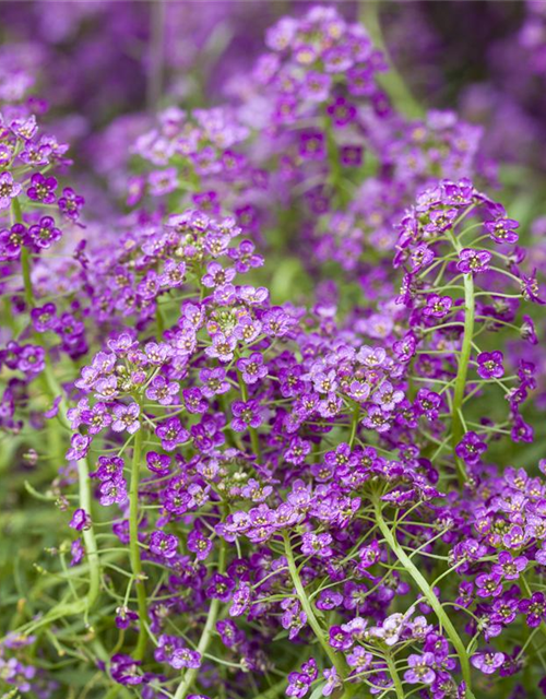 Lobularia maritima