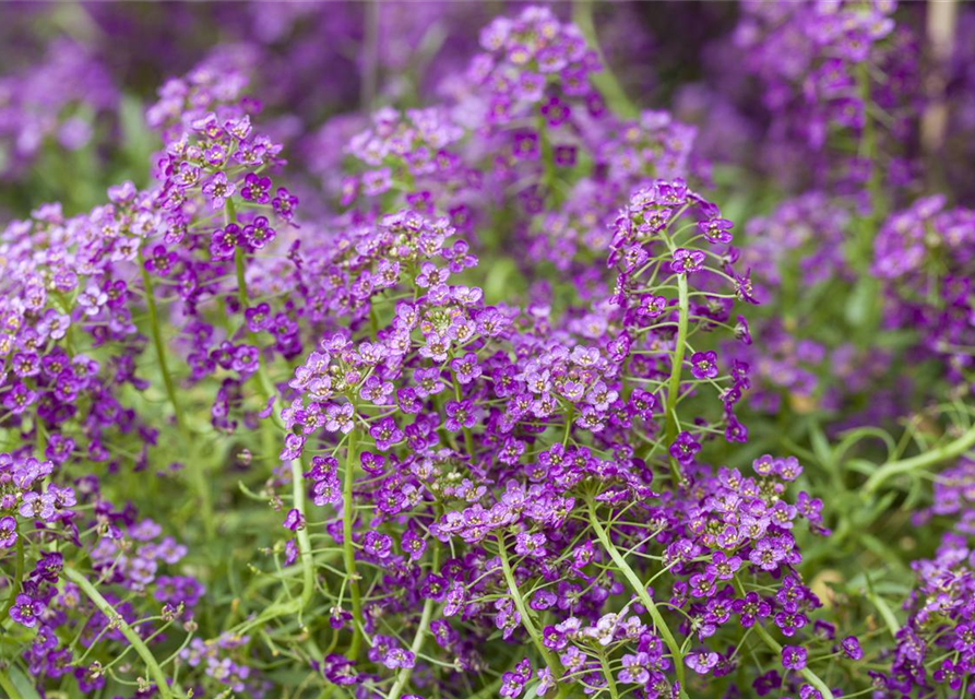 Lobularia maritima