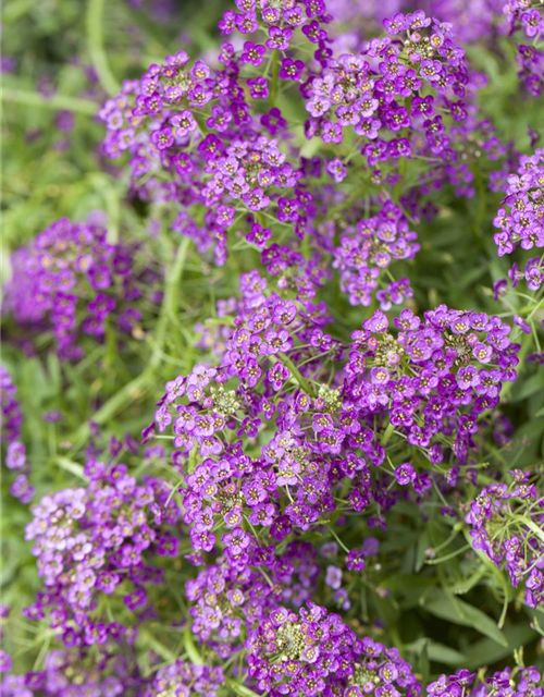 Lobularia maritima