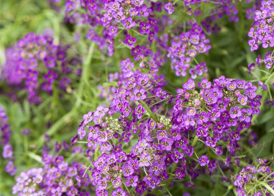 Lobularia maritima