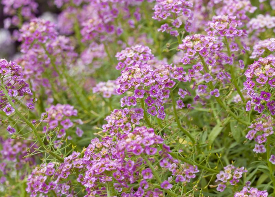 Lobularia maritima