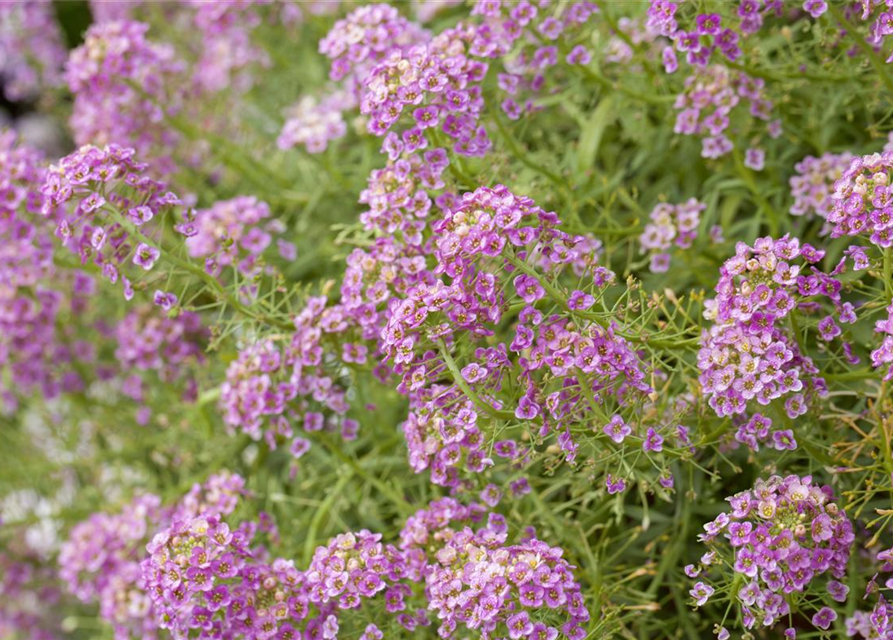 Lobularia maritima