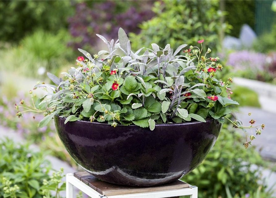 Salvia officinalis Tricolor