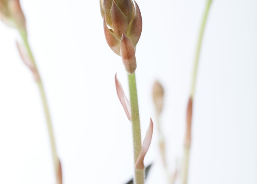 Ludisia discolor