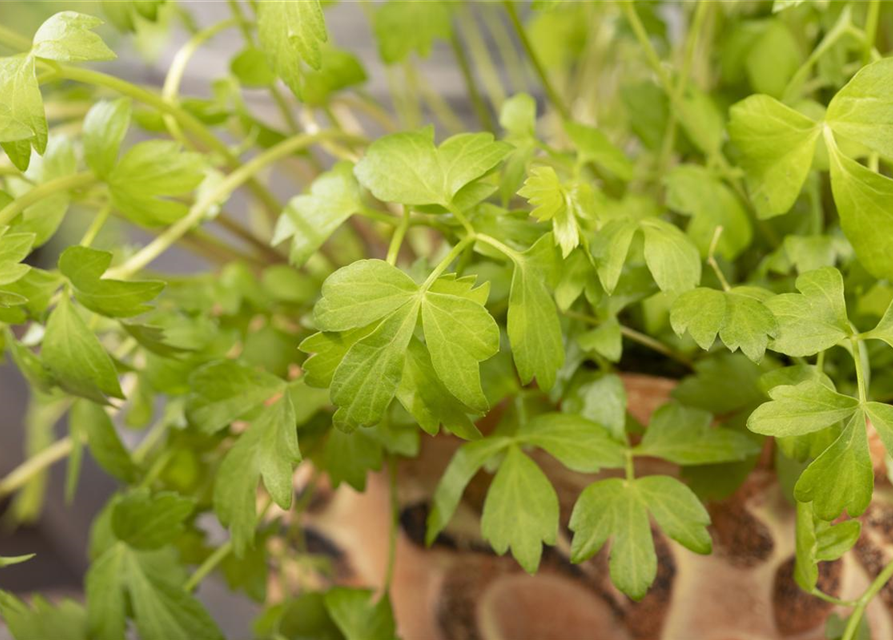 Levisticum officinale