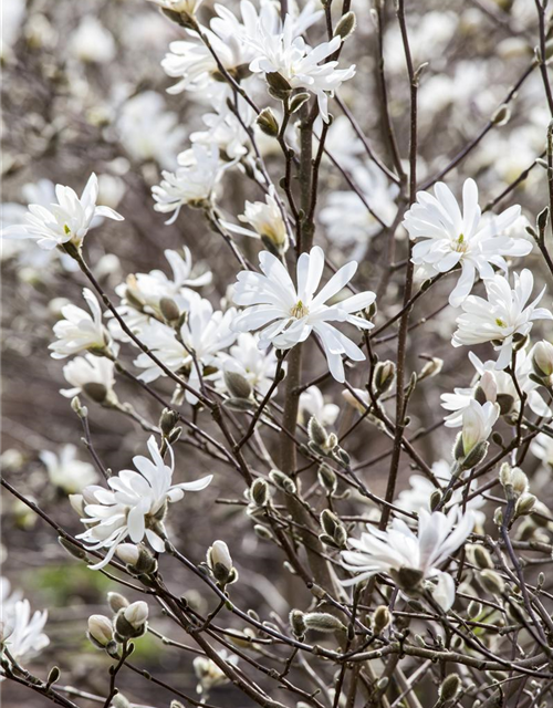 Magnolia stellata George Henry Ker