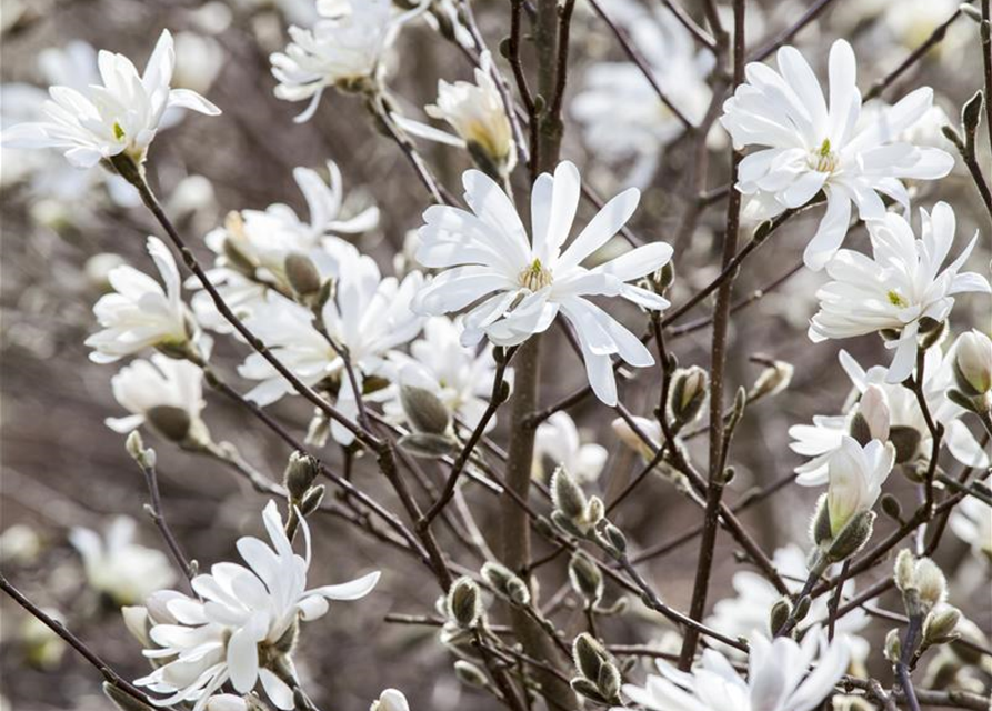 Magnolia stellata George Henry Ker