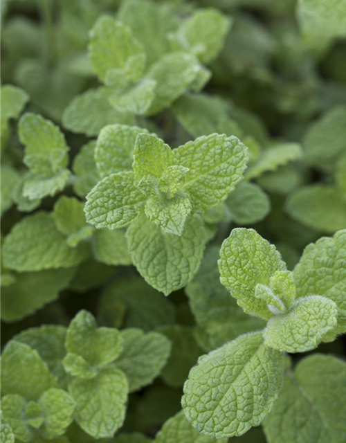 Mentha rotundifolia