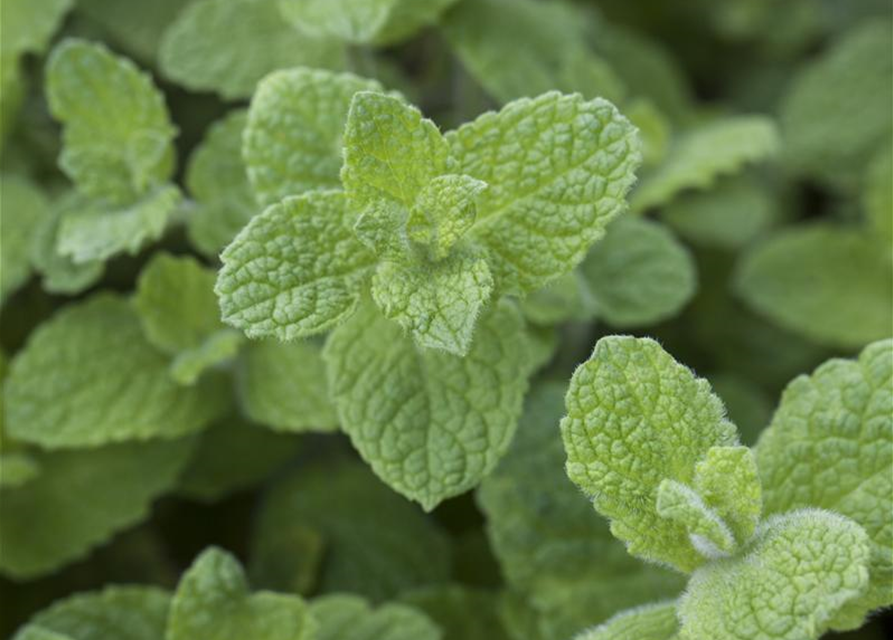 Mentha rotundifolia