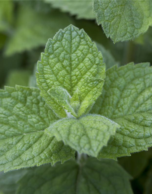 Mentha rotundifolia