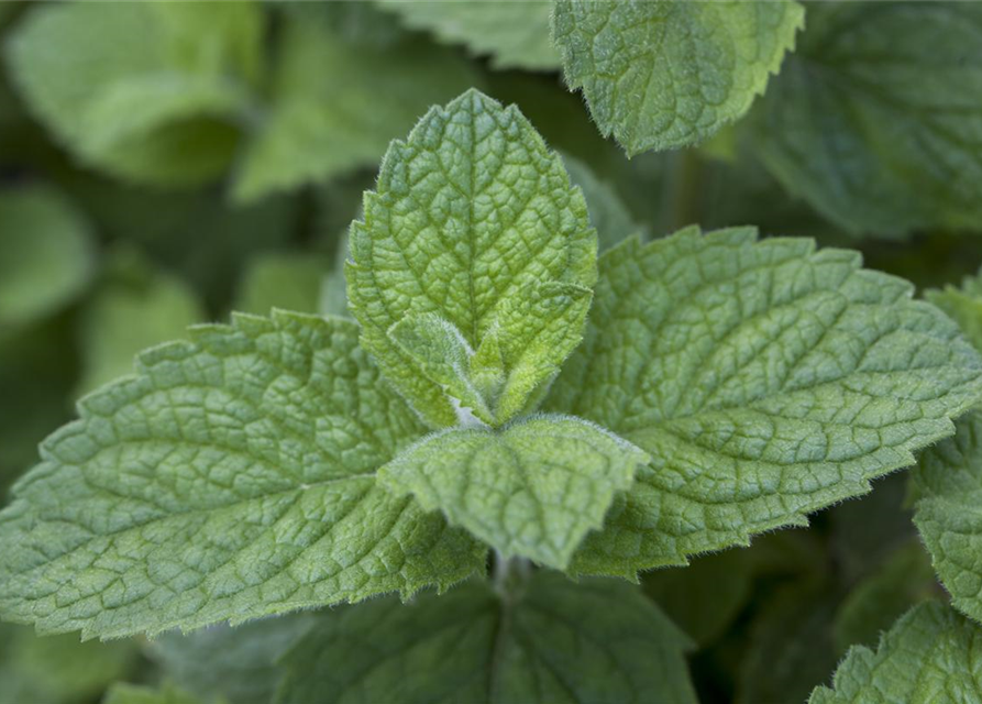 Mentha rotundifolia