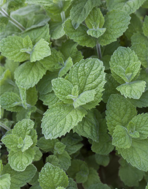 Mentha rotundifolia