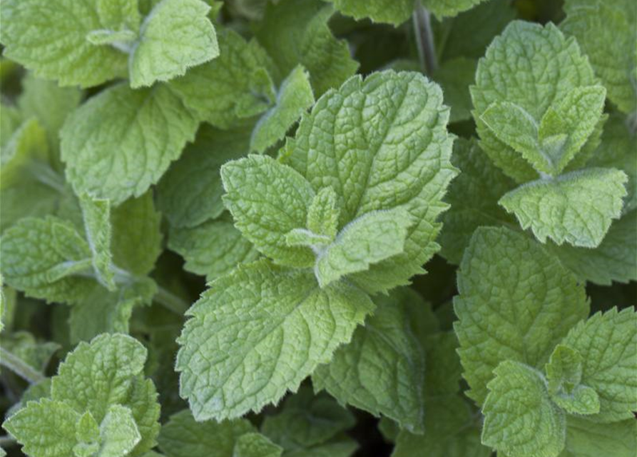 Mentha rotundifolia