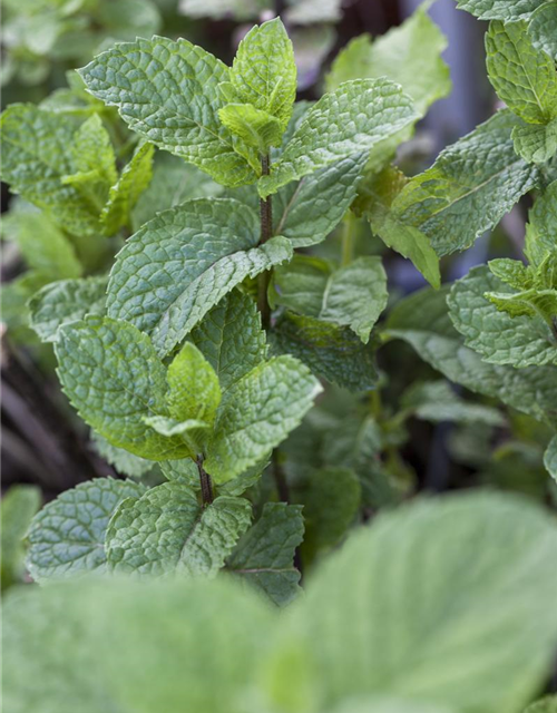 Mentha rotundifolia