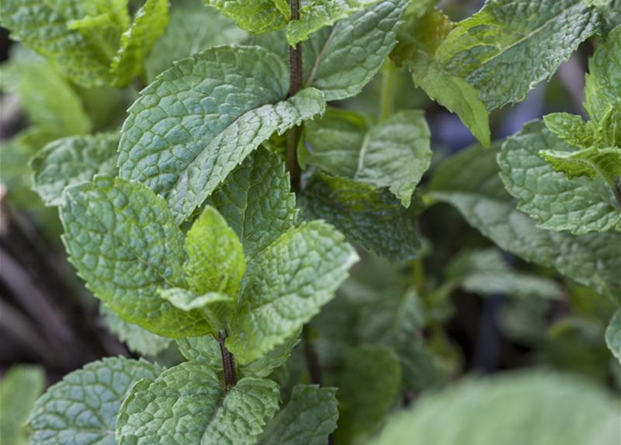 Mentha rotundifolia