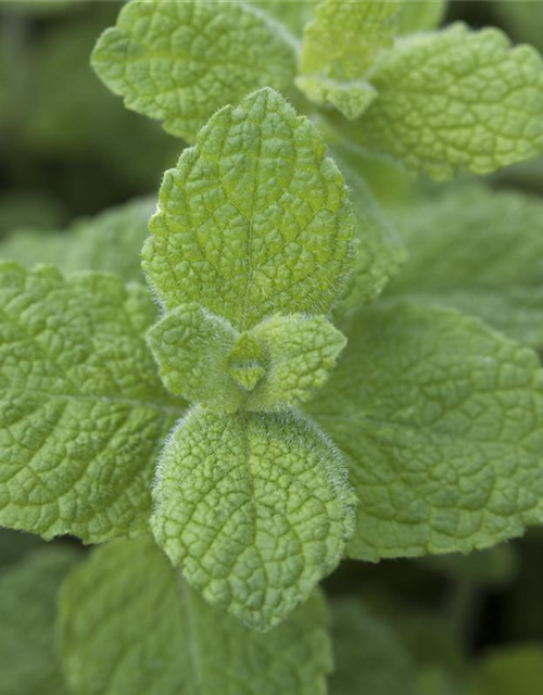 Mentha rotundifolia