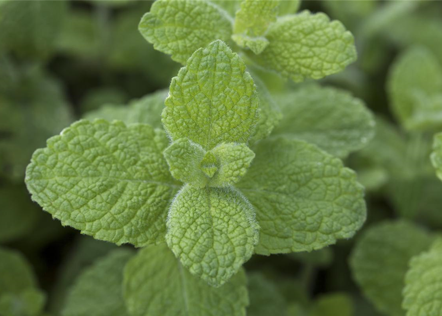 Mentha rotundifolia