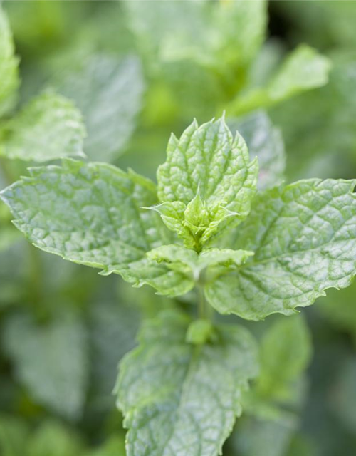 Mentha spicata Marokko