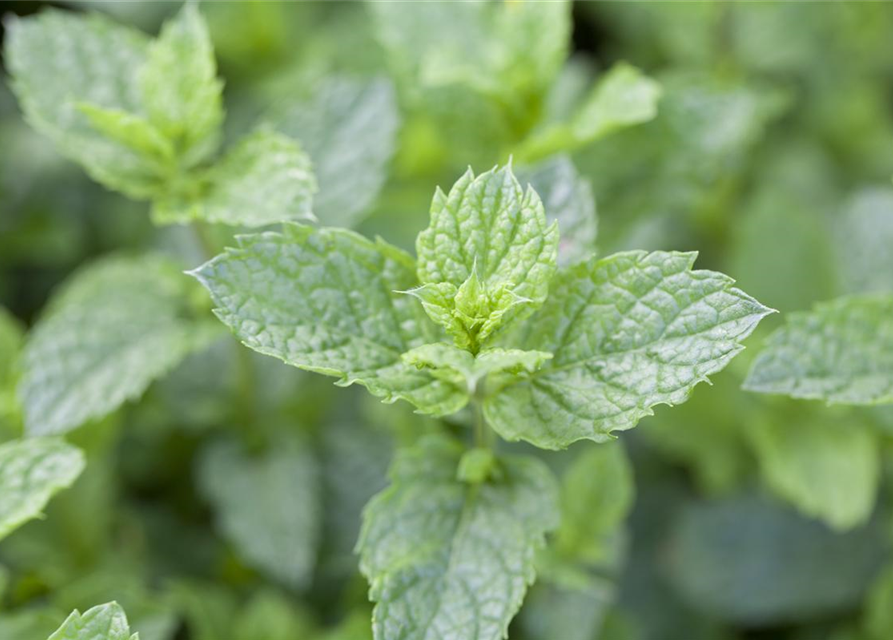 Mentha spicata Marokko