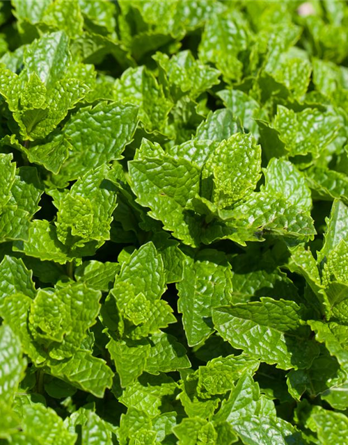 Mentha spicata Marokko