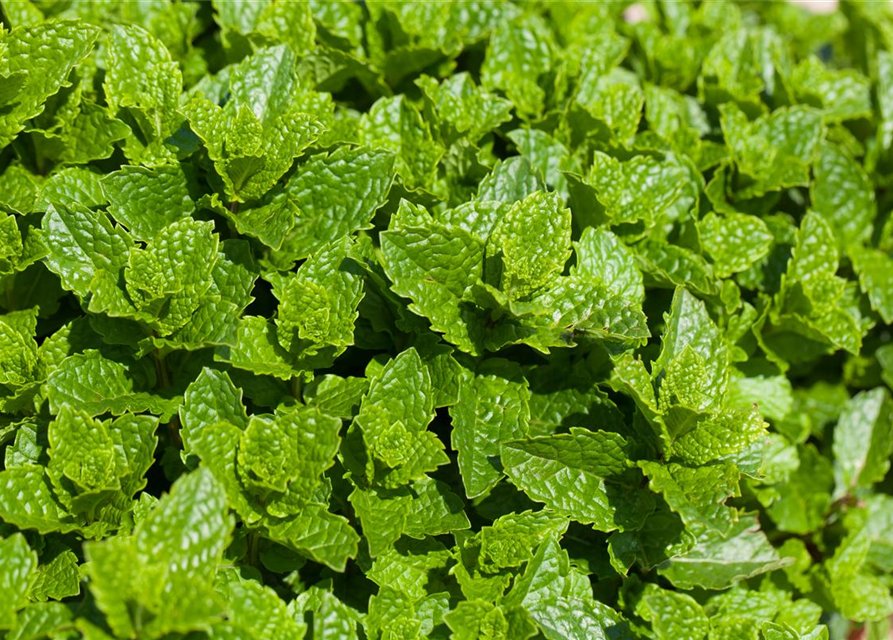 Mentha spicata Marokko