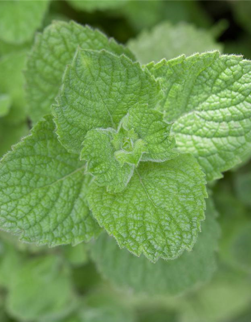 Mentha spicata Marokko